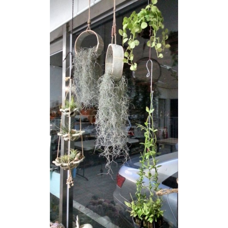 Cây không khí tóc tiên ,trang trí nhà cửa lọc không khí