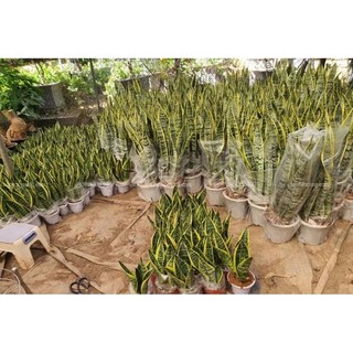 Cây Lưỡi hổ