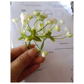 100g Cỏ hoa bi cụp