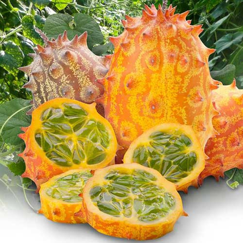 HẠT GIỐNG DƯA CHUỘT KIMITAWA_ Dưa chuột gai nảy 99%