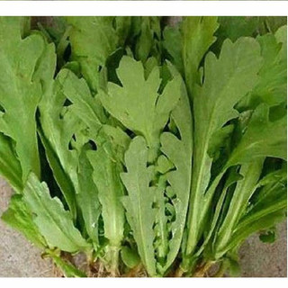 Hạt giống Tần Ô lá tròn (cúc nếp)  (20g)