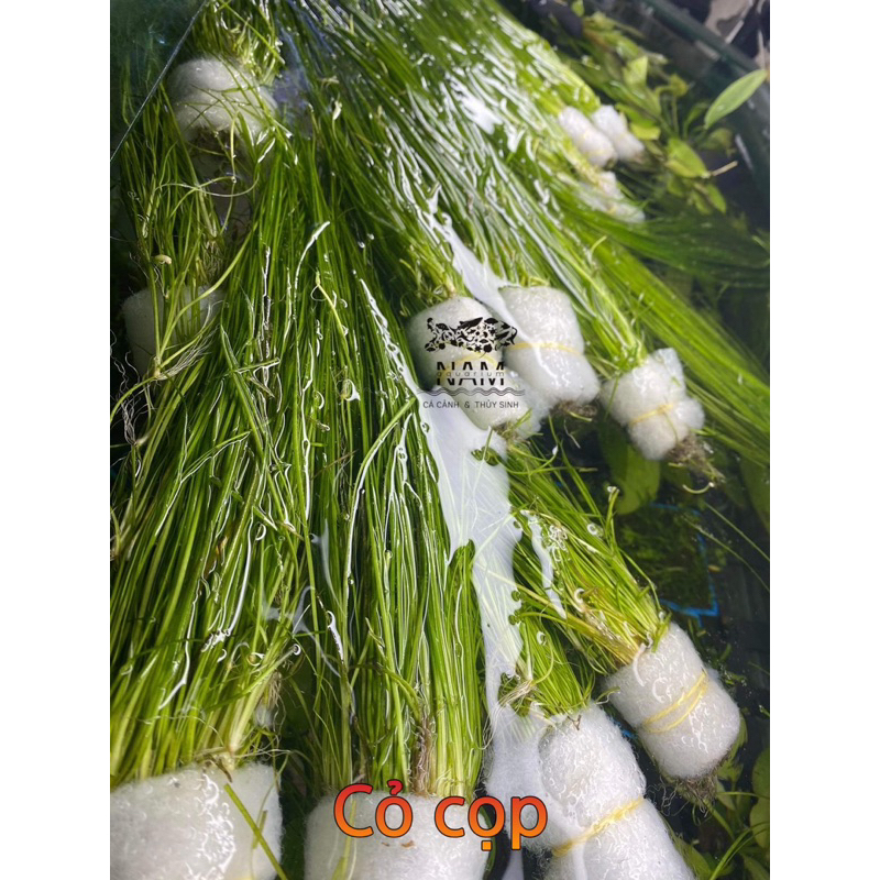 Cây cỏ cọp
