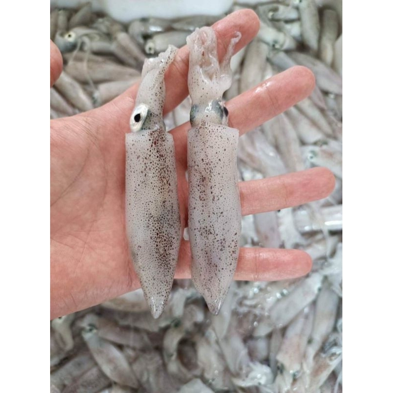 Mực tép nhỏ 0.5kg 50k
