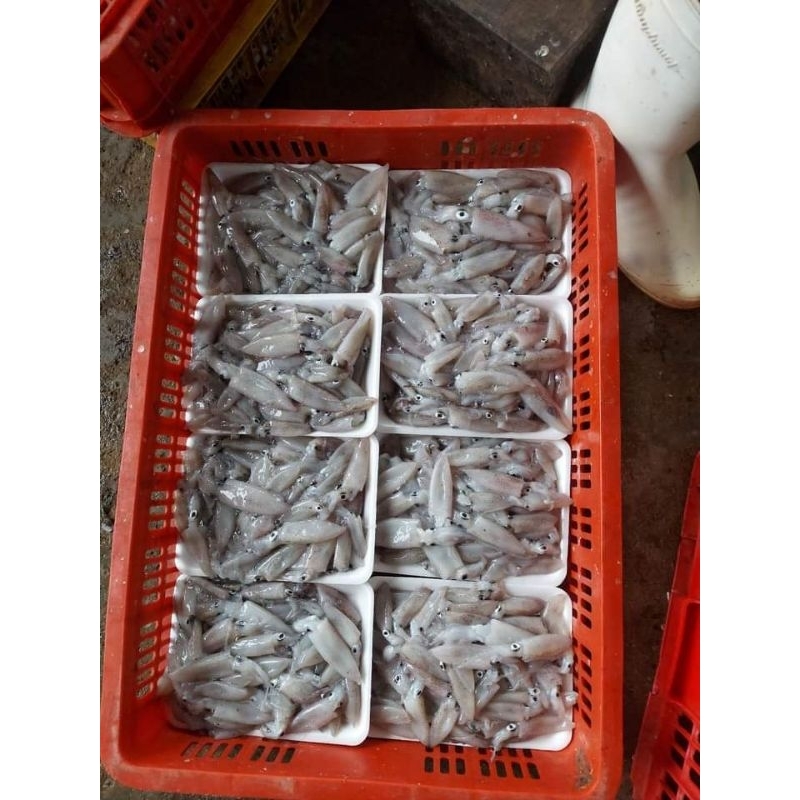 Mực tép nhỏ 0.5kg 50k