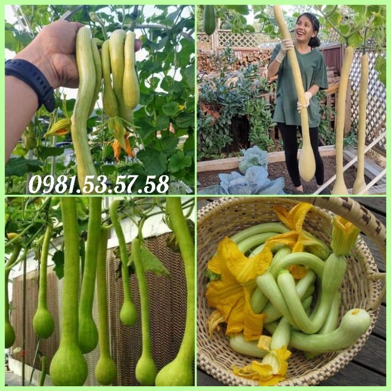 Hạt giống bí ngô Thiên Vũ F1 nhập khẩu Mỹ gói 8 hạt