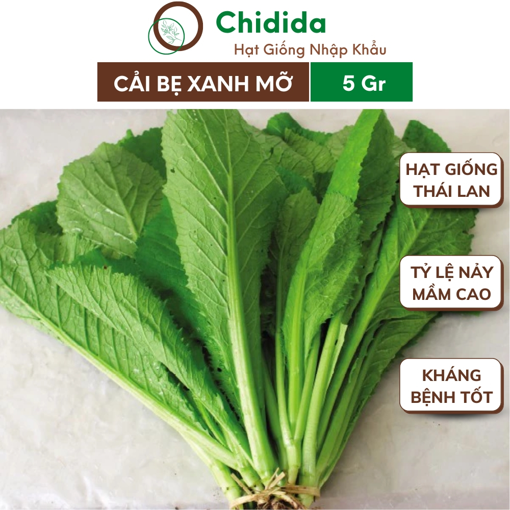 Hạt giống cải bẹ xanh Chidida giống rau cải bẹ xanh mỡ Thái Lan gói 5gr dễ trồng chịu nhiệt kháng bệnh tốt