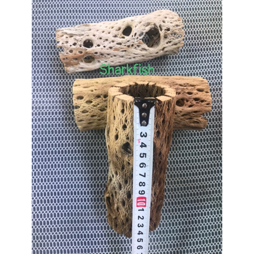 Lũa cholla dài 16cm đường kính 6cm cho tép,lũa cho cá cảnh và tép cảnh,size to