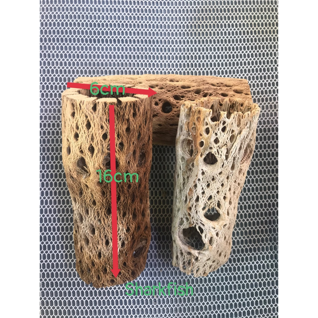 Lũa cholla dài 16cm đường kính 6cm cho tép,lũa cho cá cảnh và tép cảnh,size to