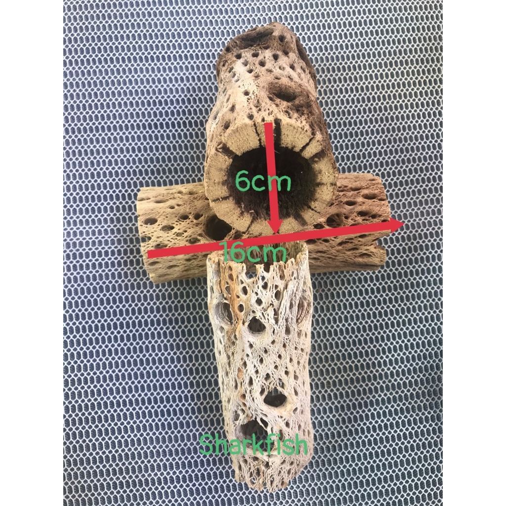 Lũa cholla dài 16cm đường kính 6cm cho tép,lũa cho cá cảnh và tép cảnh,size to