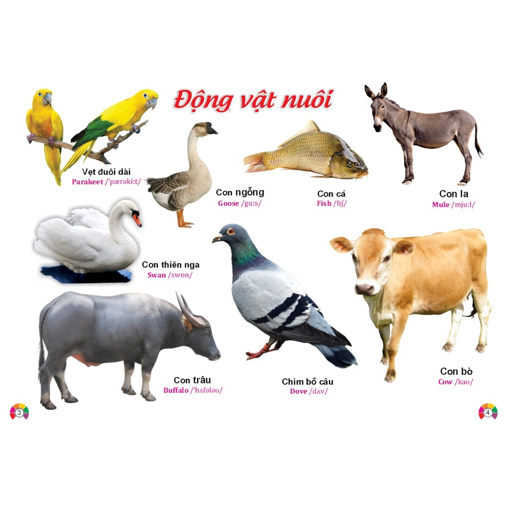 Sách - Combo 2 cuốn Từ Điển Tranh ( Động vật + Rau củ hoa quả) Song ngữ Anh Việt - ndbooks