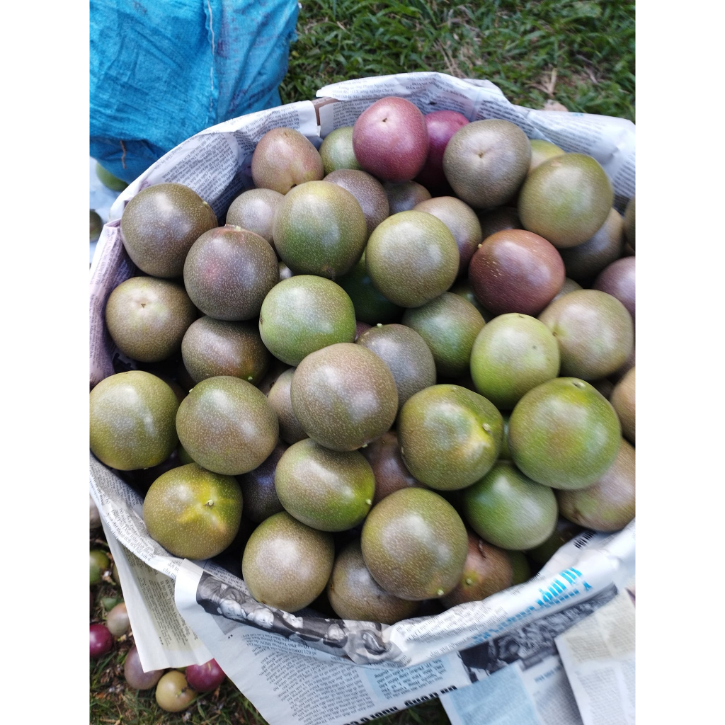 Quả chanh dây tươi  ruột tím chín cây nguyên quả daklak