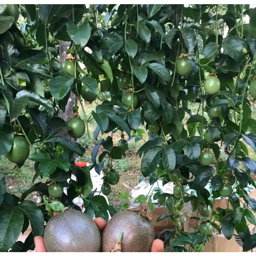 Quả chanh dây tươi  ruột tím chín cây nguyên quả daklak