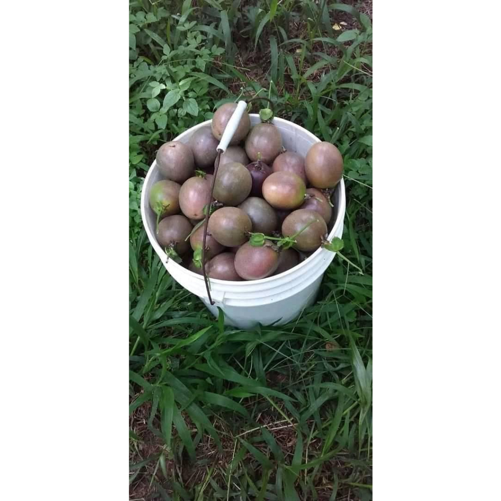 Quả chanh dây tươi  ruột tím chín cây nguyên quả daklak