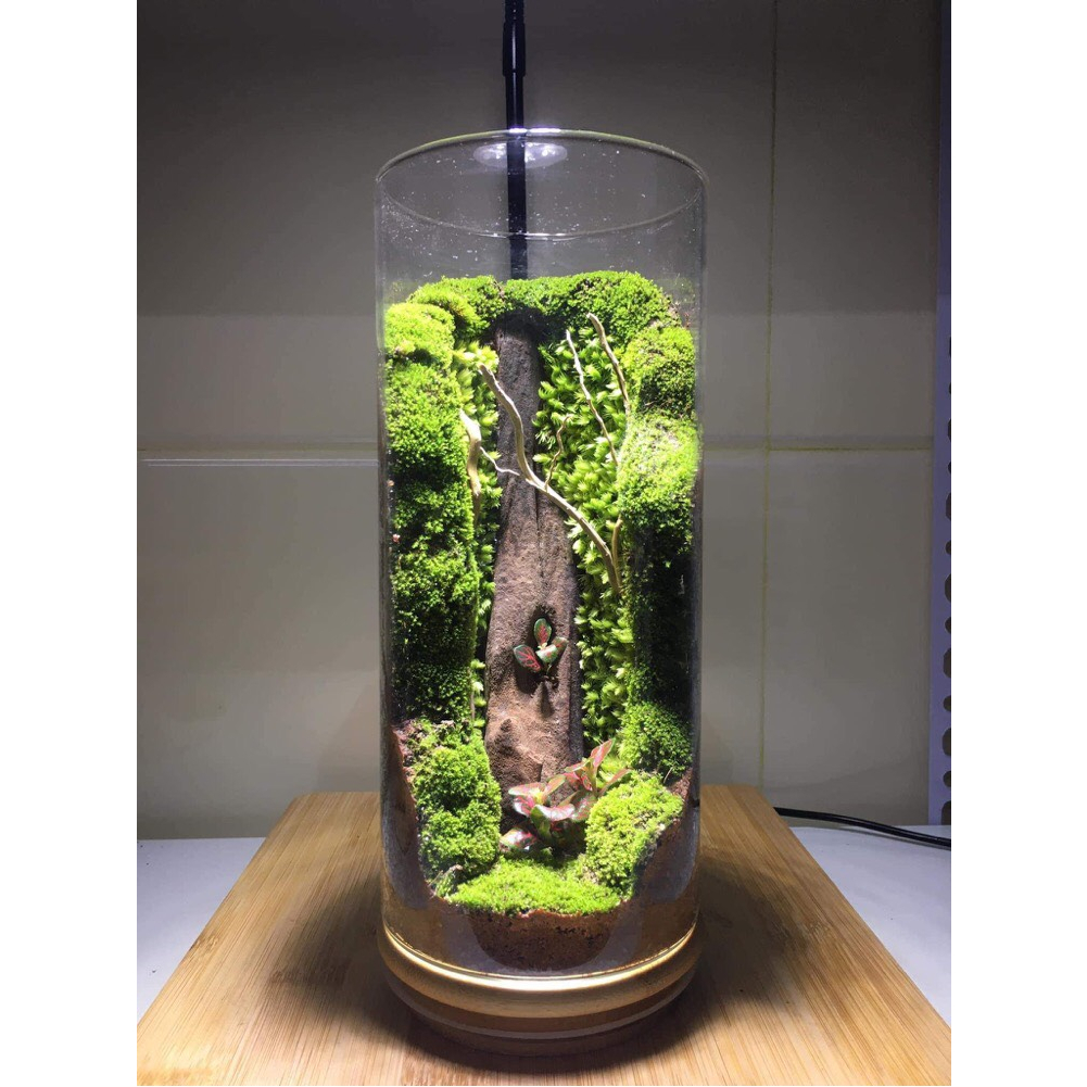 Bình Terrarium với rêu và cây thật làm quà tặng, vật để bàn.....