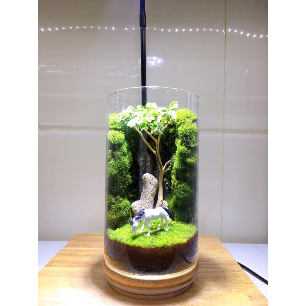 Bình Terrarium với rêu và cây thật làm quà tặng, vật để bàn.....