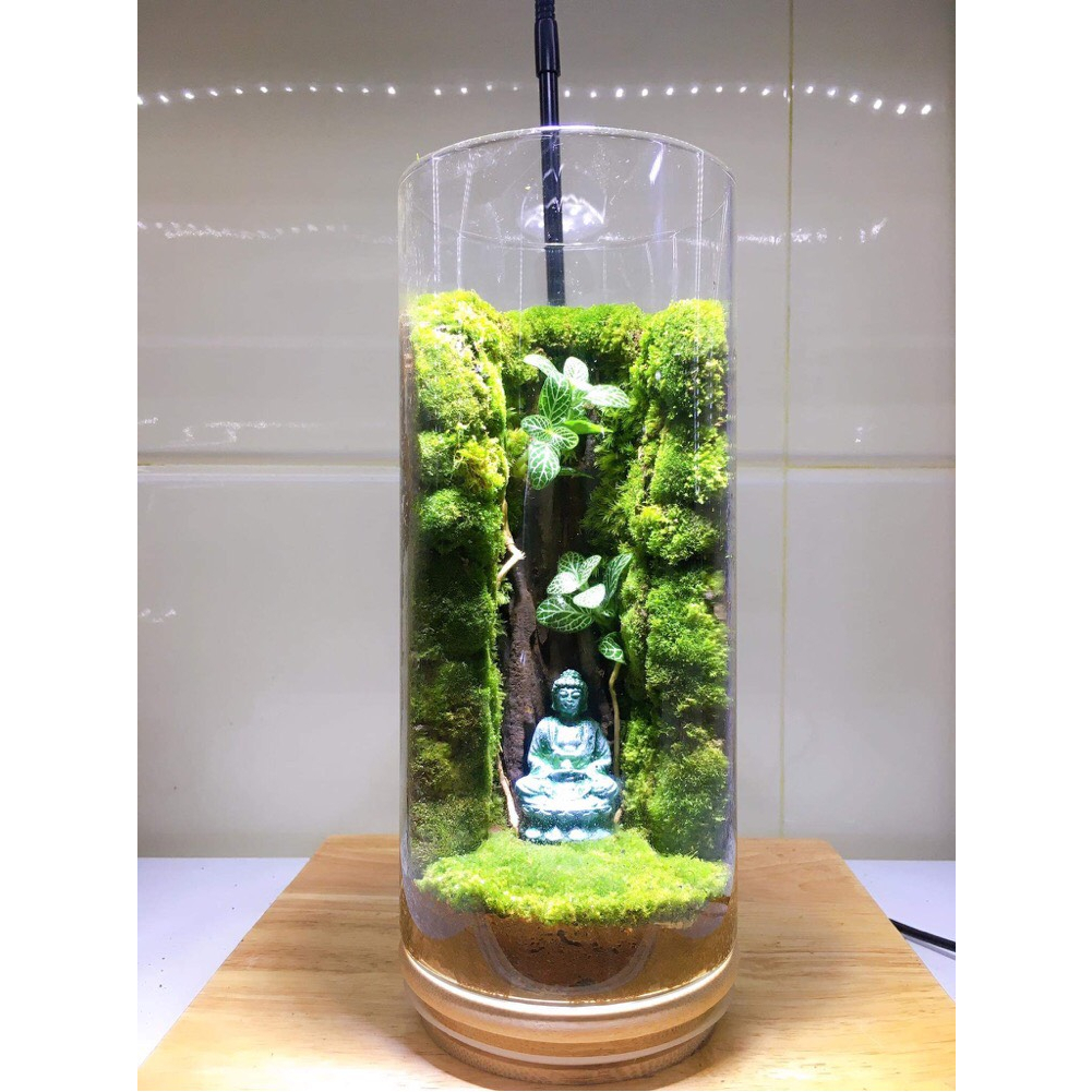 Bình Terrarium với rêu và cây thật làm quà tặng, vật để bàn.....
