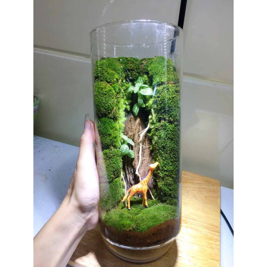 Bình Terrarium với rêu và cây thật làm quà tặng, vật để bàn.....
