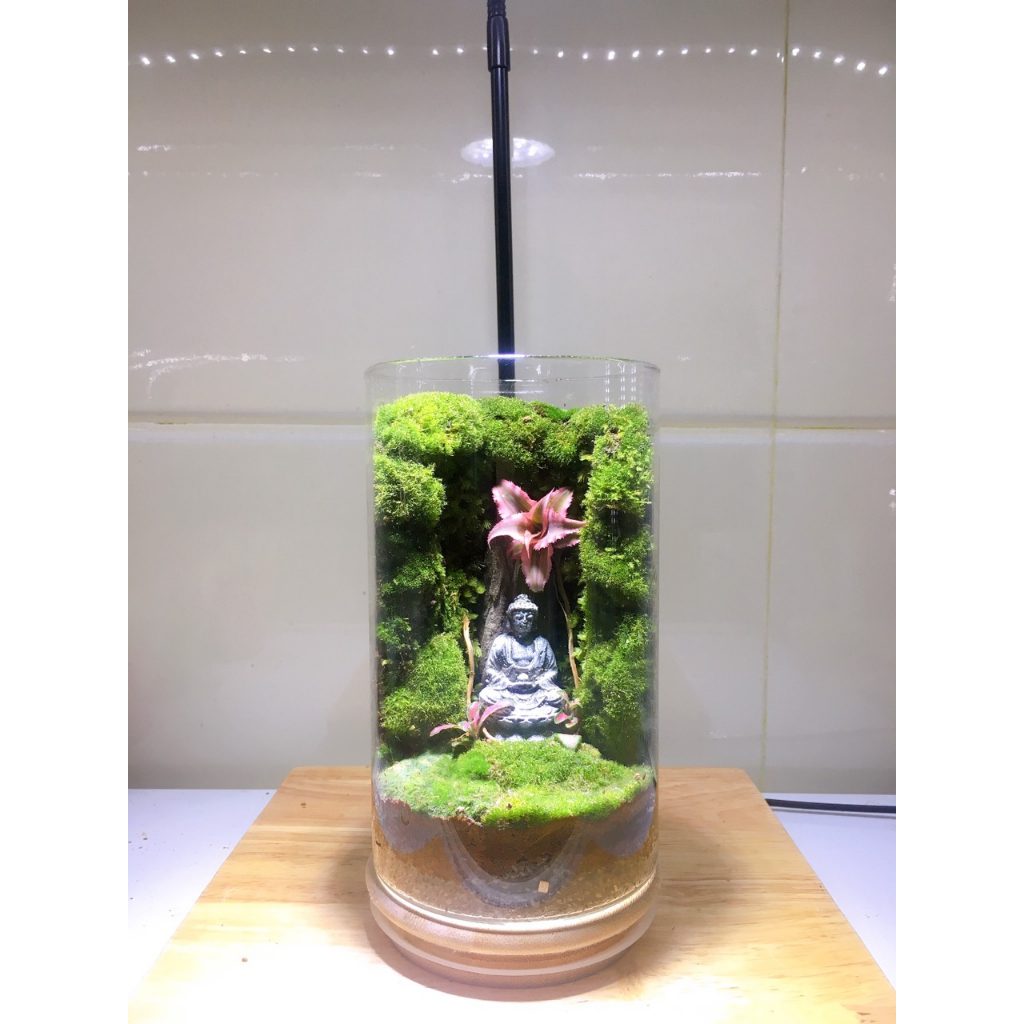 Bình Terrarium với rêu và cây thật làm quà tặng, vật để bàn.....