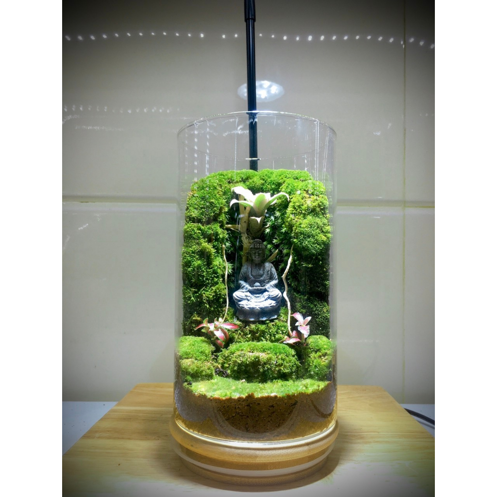 Bình Terrarium với rêu và cây thật làm quà tặng, vật để bàn.....