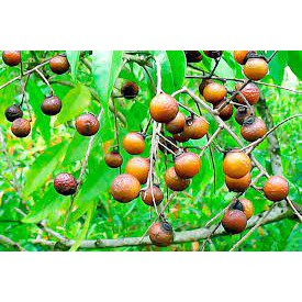 Cây giống Bồ Hòn