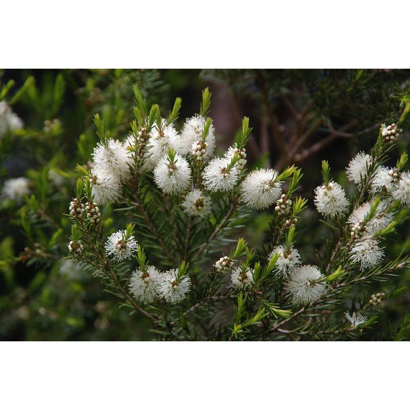 Tràm trà / Tea tree