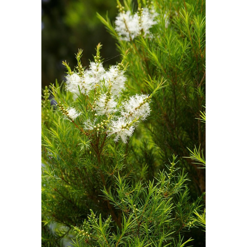 Tràm trà / Tea tree