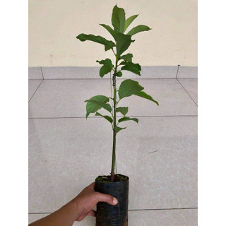 Cây bơ sáp 034 siêu quả(giống siêu tốt)