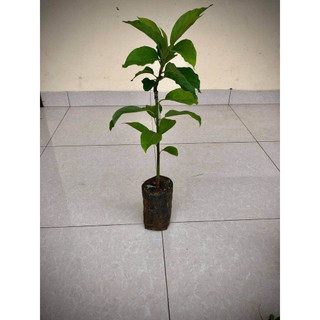 Cây bơ sáp 034 siêu quả(giống siêu tốt)