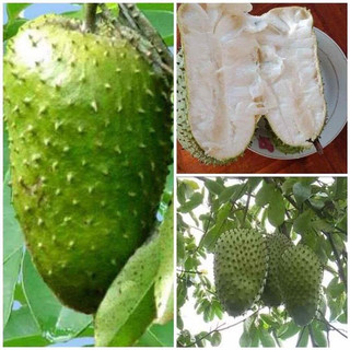 Cây giống mãng cầu xiêm ko hạt