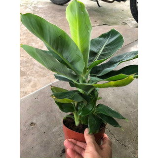 Chuối lùn ăn trái mini làm cảnh hàng giống chuẩn