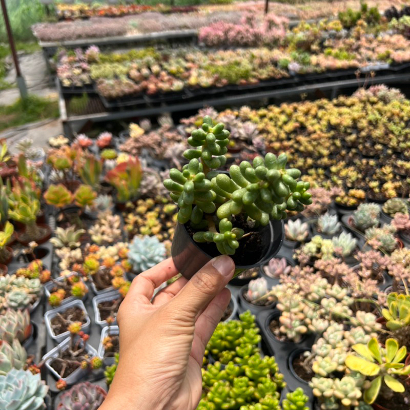 Cây sen đá Trứng Rùa Sedum hernandezii size nhở 5-6cm, cây cảnh trang trí nhà cửa THUANPHAT GARDEN