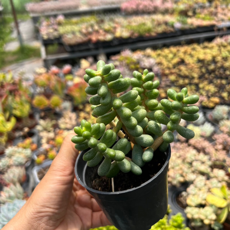 Cây sen đá Trứng Rùa Sedum hernandezii size nhở 5-6cm, cây cảnh trang trí nhà cửa THUANPHAT GARDEN