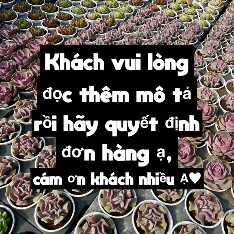 Cây sen đá Trứng Rùa Sedum hernandezii size nhở 5-6cm, cây cảnh trang trí nhà cửa THUANPHAT GARDEN