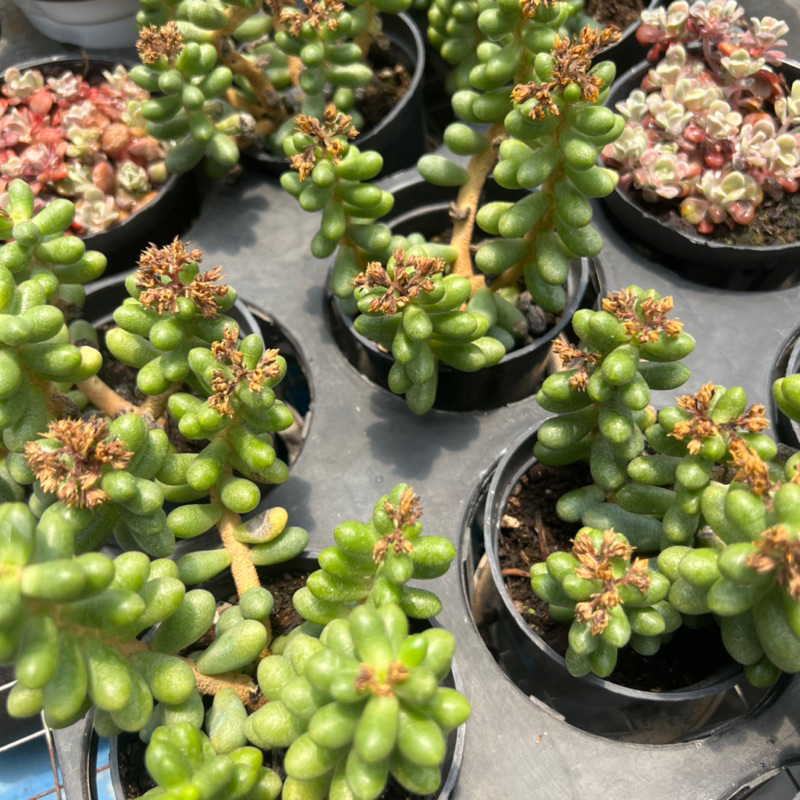 Cây sen đá Trứng Rùa Sedum hernandezii size nhở 5-6cm, cây cảnh trang trí nhà cửa THUANPHAT GARDEN