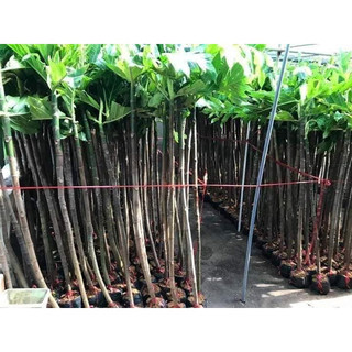 Cây Giống sa kê (giống siêu tốt)