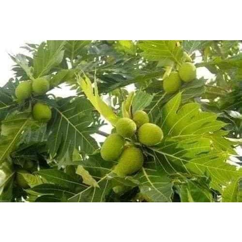 Cây Giống sa kê (giống siêu tốt)