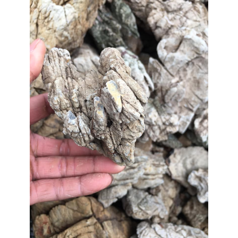 Đá da voi/ Đá thủy sinh / Đá trang trí