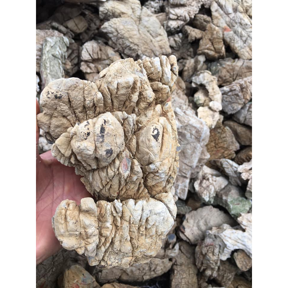 Đá da voi/ Đá thủy sinh / Đá trang trí