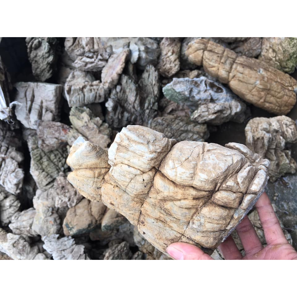 Đá da voi/ Đá thủy sinh / Đá trang trí