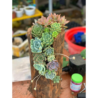 chậu gỗ lũa tròn sẽ cao