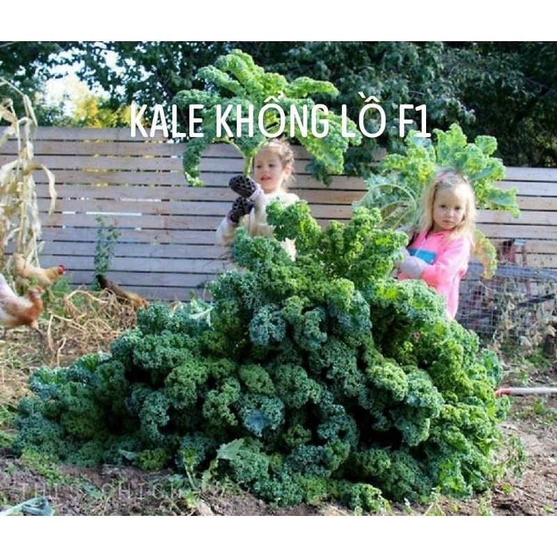 Hạt Giống cải Kale KHỔNG LỒ - Chuẩn F1.