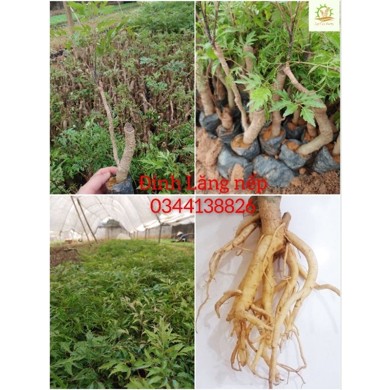 Cây giống Đinh Lăng nếp lá nhỏ(mua 10 tặng1)