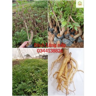 Cây giống Đinh Lăng nếp lá nhỏ