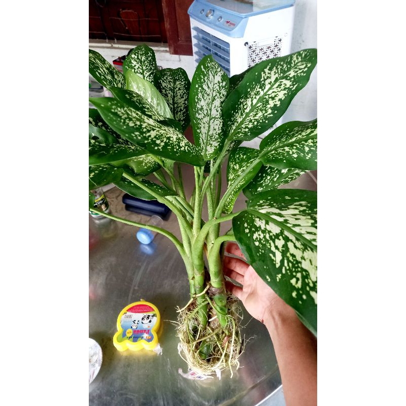 Cây sao sáng thủy sinh
