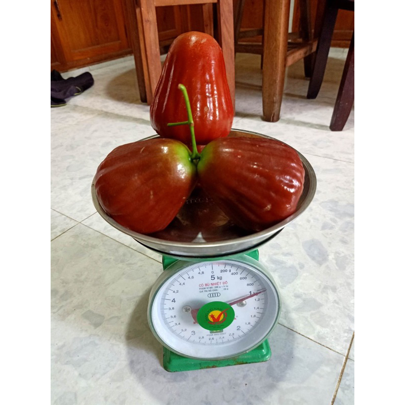Cây mận hồng Sóc Trăng