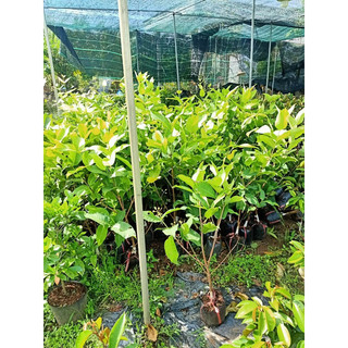 Cây mận hồng MST Sóc Trăng