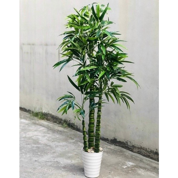 Cây Giả Cây Trúc Phật Bà Giả Cao 180Cm Trang Trí Decor Nhà Cửa, Sân Vườn Bền Đẹp