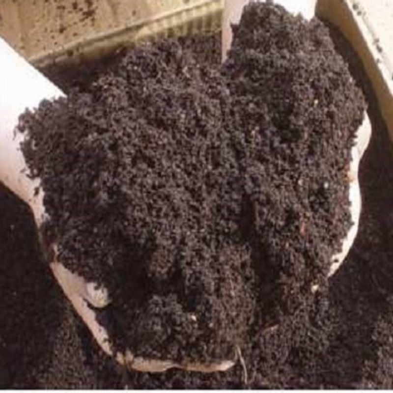 Phân giun quế tươi