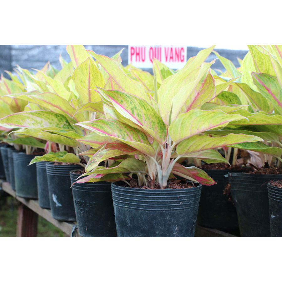 CÂY PHÚ QUÝ VÀNG VÀ ĐỎ giúp mang mại may mắn, màu sắc rực rỡ tạo không gian xanh và thoáng mát. Hatagarden