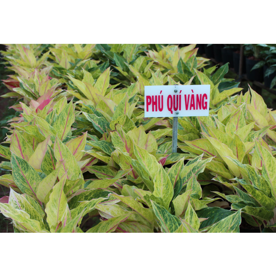 CÂY PHÚ QUÝ VÀNG VÀ ĐỎ giúp mang mại may mắn, màu sắc rực rỡ tạo không gian xanh và thoáng mát. Hatagarden